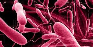 काठमाडौं उपत्यकामा हैजाका बिरामी बढ्दै, सडकमा खानेकुरा बेच्न निषेध