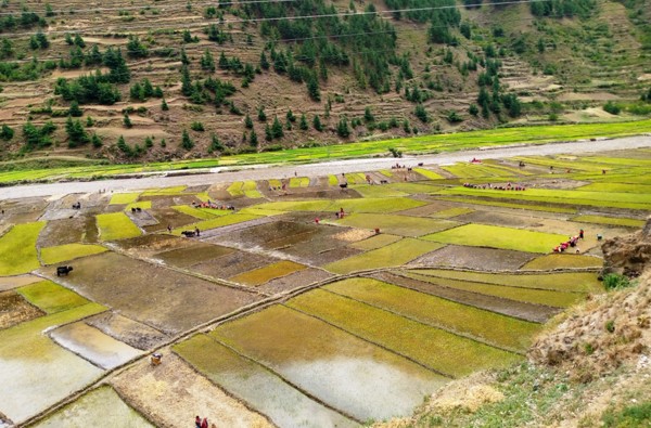 मधेशका आठ जिल्लामा ७७ प्रतिशत धान रोपाइँ