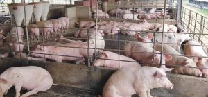 स्पेनले ३० हजार सुँगुरहरू मार्ने