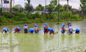 भोजपुरमा यस वर्ष ९० प्रतिशत रोपाइँ