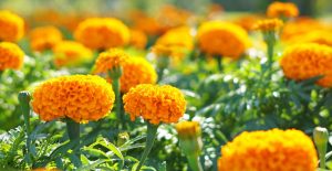 पुष्प व्यवसायीमा कारोनाको त्रास कायमै, लगानी गर्ने वातावरण नबन्दा उत्पादनमा कमी