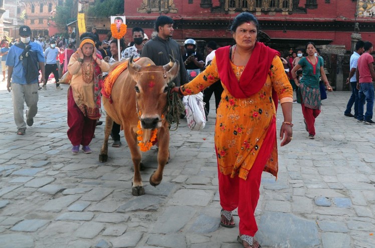 पर्वतमा किसानको गोठमै पुगेर गाईभैसीको परीक्षण, अधिकांशमा थुनेलो