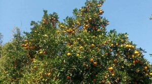 विद्यार्थी सुन्तला बगैँचामा, विद्यालय भने खाली