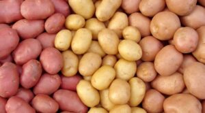 जलजला आलुको बीउमा आत्मनिर्भर