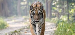 गतवर्ष रोकिएको बाघ गणना आगामी पुस १ गतेदेखि