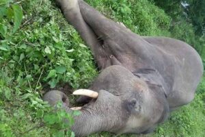 झापामा जङ्गली हात्ती मृत फेला