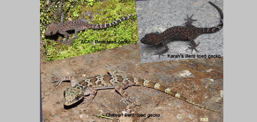 छेपारोका तीन नयाँ प्रजाति भेटिए