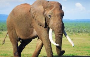 हात्तीको आक्रमणबाट मोरङमा एक जनाको मृत्यु