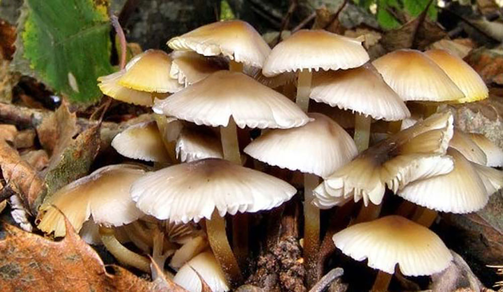 च्याउ खाँदा ३ बिरामी, अस्पताल भर्ना