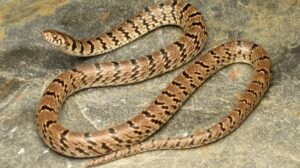 सर्पले टोकेर महिलाको मृत्यु