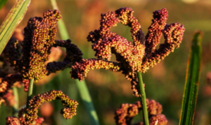 साउन १६ गते राष्ट्रिय कोदो दिवस मनाइने