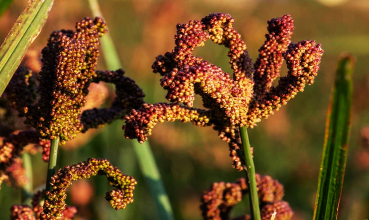 साउन १६ गते राष्ट्रिय कोदो दिवस मनाइने