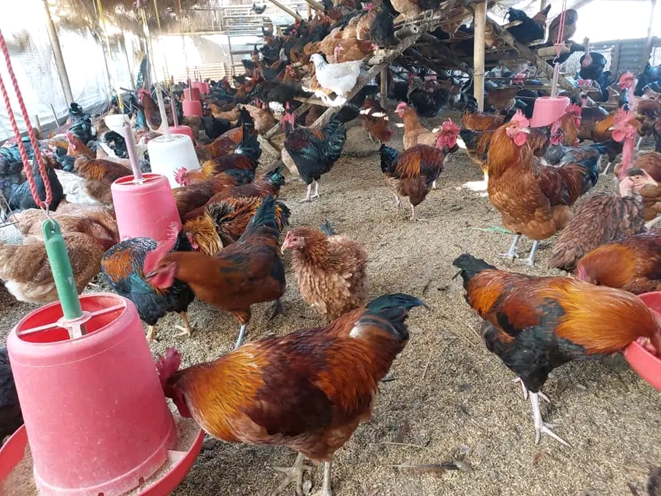 कुखुरामा ‘एनेमिया भाइरस’