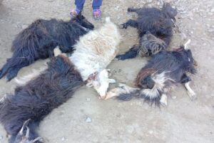 अज्ञात रोगले धमाधम मर्न थाले चौपाया