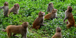 बाँदरले सक्यो अन्नपात