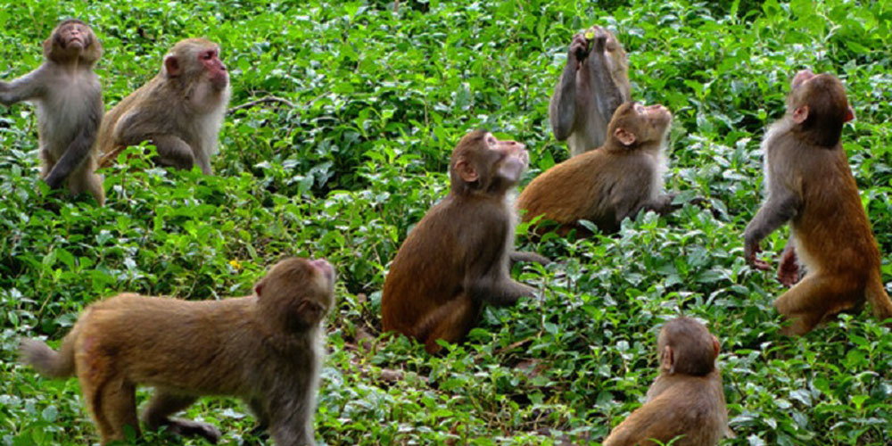 बाँदरले सक्यो अन्नपात