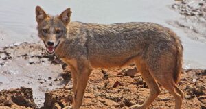 स्यालले टोक्दा तीनजना घाइते