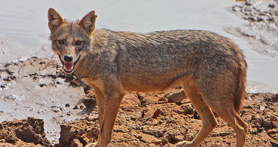 स्यालले टोक्दा तीनजना घाइते