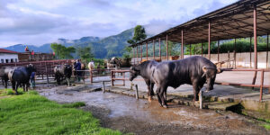 भारतबाट ल्याइएको मुर्रा राँगो भ्यागुते रोगले मर्‍यो