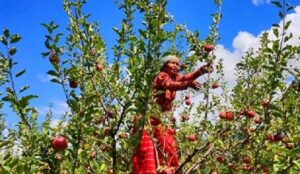 नेपाली केराले नै दसैँ, तिहार र छठ धान्ने : व्यवसाय