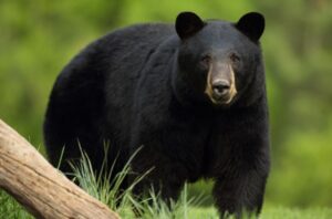 भालुको आक्रमणबाट दुई घाइते