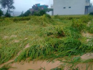 बाढीले झापामा पाँच करोडभन्दा बढीको धान नष्ट