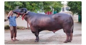 राँगा मार हान्नेलाई ३ लाख बोलकबोल