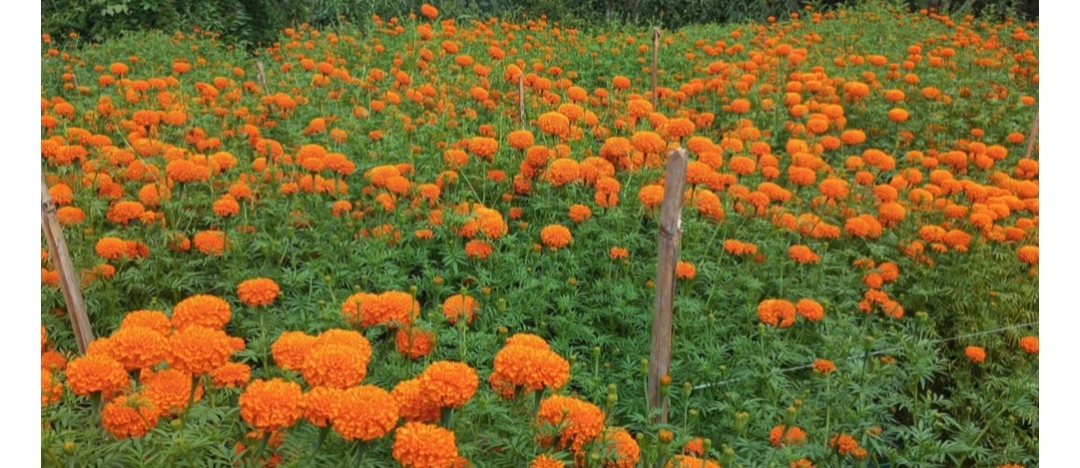 फूलखेतीबाट एक याममा पाँच लाख बढी आम्दानी