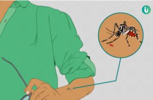 जापानीज इन्सेफ्लाइटिसका कारण मृत्यु हुनेको सङ्ख्या छ पुग्यो