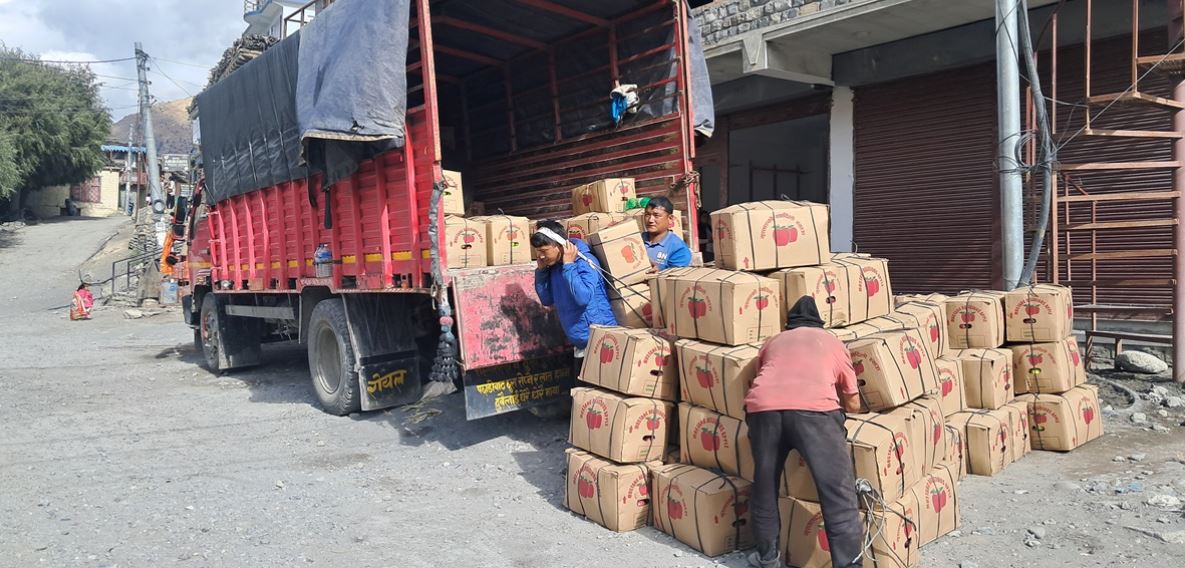 मुस्ताङमा यस वर्ष एक अर्बभन्दा बढीको स्याउ उत्पादन