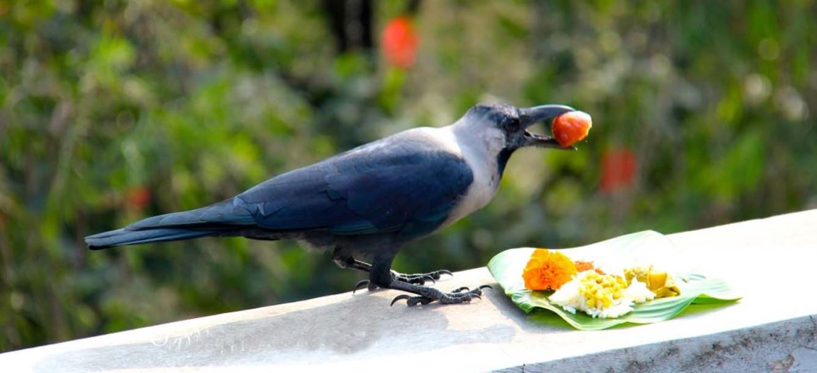 आज काग तिहार, कागलाई मिठो परिकार दिनुपर्ने के छ शास्त्रीय मान्यता?