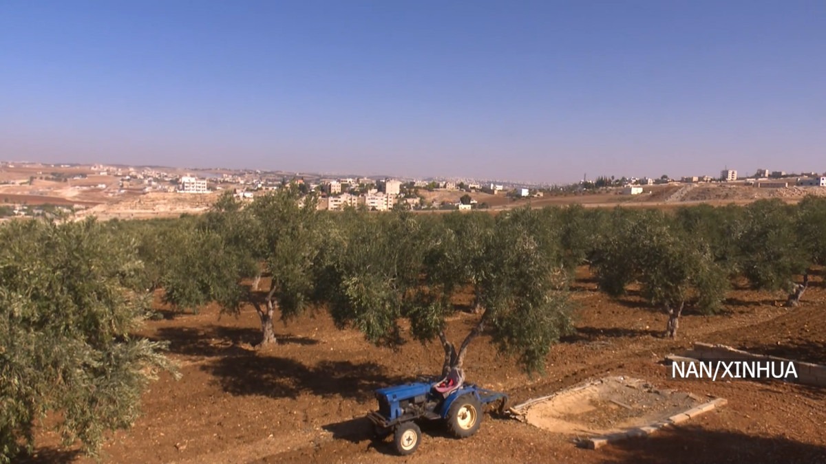 जलवायु परिवर्तनले जोर्डनको जैतुन उत्पादन खतरामा