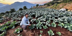 तीन दशकपछि गाउँ फर्किएर तरकारी खेतीमा रमाउँदै कमलप्रसाद