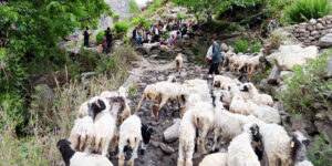 लेकका भेडीगोठ बेँसी झरेपछि चहलपहल