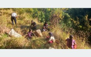 भोजपुरका किसान कोदो थन्क्याउन व्यस्त