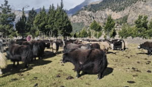 हिमपातपछि मुस्ताङका याकचौँरी बेँसीमा स्थान्तरण