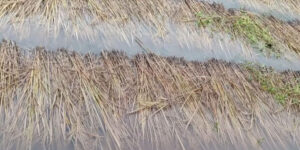 पाक्न लागेको धानबालीमा वर्षाले क्षति, किसान चिन्तित