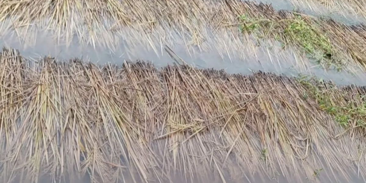 पाक्न लागेको धानबालीमा वर्षाले क्षति, किसान चिन्तित