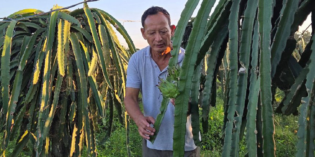 पूर्वसैनिक घलेको लोभलाग्दो ‘ड्रागन फ्रुट’ खेती