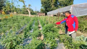 यस्तो छ आजको लागि तरकारी र फलफूलको मूल्य