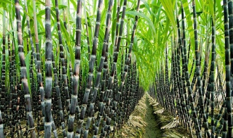 तोक्यो उखुको न्युनतम मूल्य