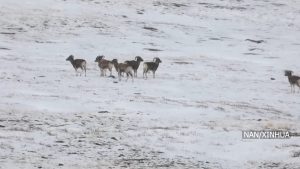 मङ्गोलियामा अर्गाली भेडाको संख्या ३६ सय पुग्यो