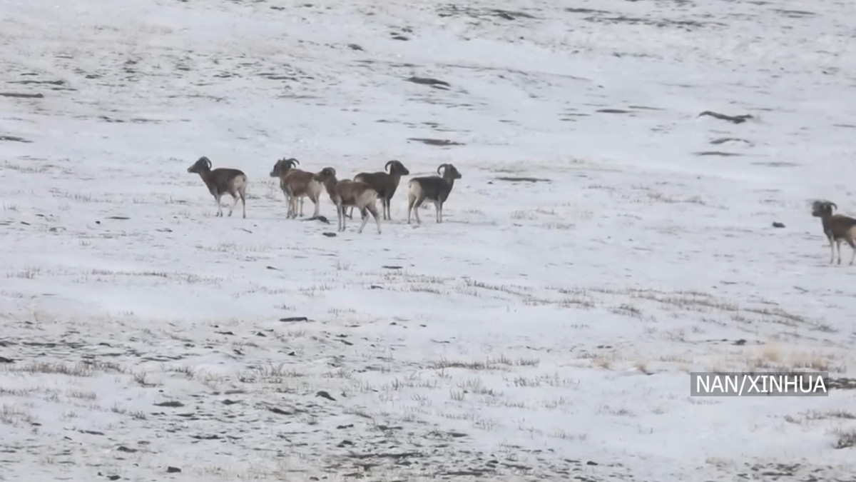 मङ्गोलियामा अर्गाली भेडाको संख्या ३६ सय पुग्यो