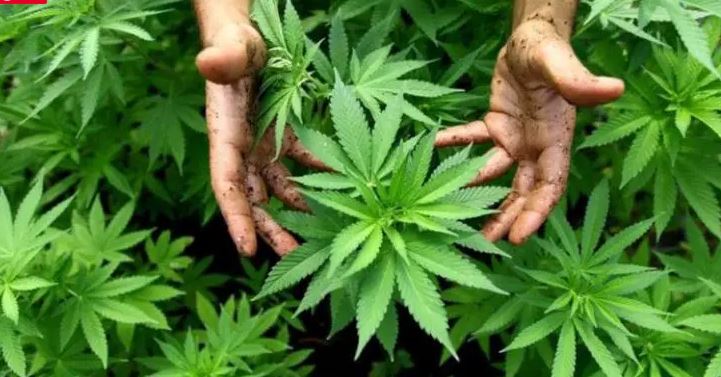 गाँजासहित एकजना पक्राउ