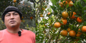 भिरालो जग्गामा सुन्तलाखेती, वार्षिक १६ लाख आम्दानी