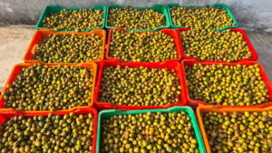 पर्वतमा व्यवसायीलाई लप्सीका परिकार बनाउन भ्याइनभ्याइ