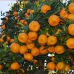 सुन्तला बेचेर तनहुँका कृषकले भित्र्याए करोडौँ