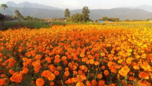 सयपत्री फूलखेतीबाट वार्षिक सात लाख बचत गर्दै लालबाबु