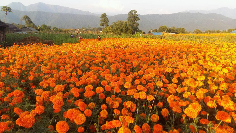 सयपत्री फूलखेतीबाट वार्षिक सात लाख बचत गर्दै लालबाबु