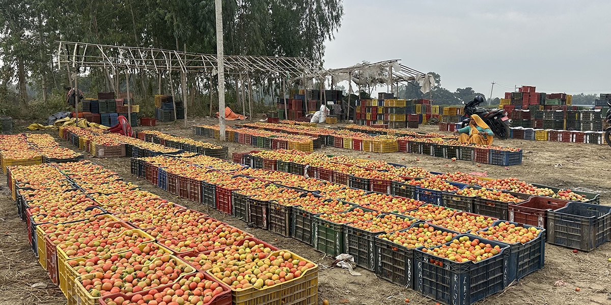 तरकारीले मूल्य पाएपछि किसान खुसी